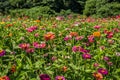 Field full of zinnias