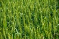 Field fully covered with green wheat - background concept Royalty Free Stock Photo