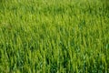 Field fully covered with green wheat - background concept Royalty Free Stock Photo