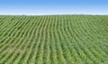 Field Furrows with Green Plants Royalty Free Stock Photo