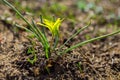 Field Gagea flower or Goose onion, or Bird`s bow. Spring flowers in the forest. Soft selective focus, fine DOF Royalty Free Stock Photo