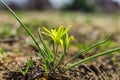 Field Gagea flower or Goose onion, or Bird`s bow. Spring flowers in the forest. Soft selective focus, fine DOF Royalty Free Stock Photo