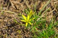 Field Gagea flower or Goose onion, or Bird`s bow. Spring flowers in the forest. Soft selective focus, fine DOF Royalty Free Stock Photo