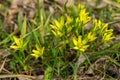 Field Gagea flowers or Goose onion, or Bird`s bow. Spring flowers in the forest. Selective focus, fine DOF