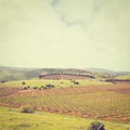 Field in Galilee