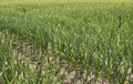 A Field of Garlic Royalty Free Stock Photo