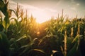 field of genetically modified crops, growing in the sun Royalty Free Stock Photo