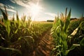 field of genetically modified crops, growing in the sun Royalty Free Stock Photo