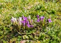 Field gentian Gentianella campestris growing on alps mountains Royalty Free Stock Photo