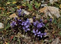 Field gentians Royalty Free Stock Photo