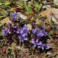 Field gentians. Royalty Free Stock Photo