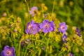Field geranium, closeup geranium flowers, purple flowers in the grass Royalty Free Stock Photo