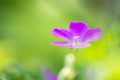 Field geranium pink. Small pink flowers in the meadow. Soft selective focus. Royalty Free Stock Photo