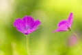 Field geranium pink. Small pink flowers in the meadow. Soft selective focus. Royalty Free Stock Photo