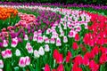 Field of gesneriana L tulips, in violet and white and violet colors Royalty Free Stock Photo