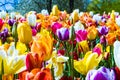 Field of gesneriana Tulips of all beautiful colours, of the Liliaceae family Royalty Free Stock Photo