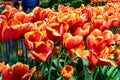Field gesneriana tulips of beautiful orange and yellow color, from the family Liliaceae Royalty Free Stock Photo