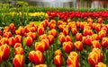 Field of gesneriana Tulips of orange, yellow and red colors of the Liliaceae family Royalty Free Stock Photo