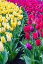Field of gesneriana Tulips of yellow and red colors of the Liliaceae family Royalty Free Stock Photo