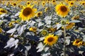 A field of giant Sunflowers on a beautiful summer Royalty Free Stock Photo