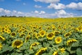 Field of Giant Sunflowers -2 Royalty Free Stock Photo