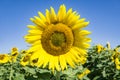 Giant Sunflowers - 5 Royalty Free Stock Photo