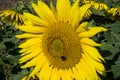 Giant Sunflowers - 4 Royalty Free Stock Photo