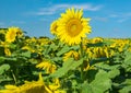 A Field of Giant Sunflowers Royalty Free Stock Photo