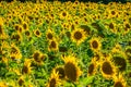 Field of giant sunflowers on a sunny summer day in France Royalty Free Stock Photo