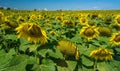 Field of Giant Sunflowers -2