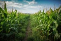 field of gm crops, growing in bountiful harvest