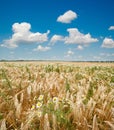 Field with gold barley Royalty Free Stock Photo