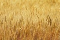 Field with gold ears of wheat