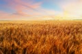 Field with gold ears of wheat in sunset Royalty Free Stock Photo