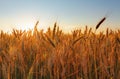 Field with gold ears of wheat in sunset Royalty Free Stock Photo