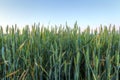 Field with gold ears of wheat in sunset