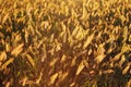 Field with gold ears of wheat in sunset Royalty Free Stock Photo