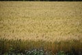 Field of GOLD Royalty Free Stock Photo