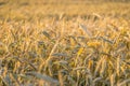 Field of gold ripe rye wheat in a summer day ready for harvesting period