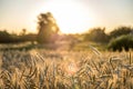 Field of gold ripe rye wheat in a summer day ready for harvesting period