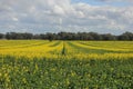 Field of Golden canola in Flower, crop farming Agriculture Royalty Free Stock Photo