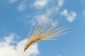 A field of golden color with ripe wheat and blue sky with clouds over it. Field of Southern Ukraine with a harvest. Ukrainian Royalty Free Stock Photo