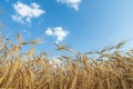 A field of golden color with ripe wheat and blue sky with clouds over it. Field of Southern Ukraine with a harvest. Ukrainian Royalty Free Stock Photo