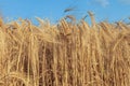 A field of golden color with ripe wheat and blue sky with clouds over it. Field of Southern Ukraine with a harvest. Ukrainian Royalty Free Stock Photo
