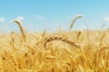 A field of golden color with ripe wheat and blue sky over it. Field of Southern Ukraine with a harvest. Royalty Free Stock Photo