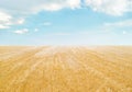 Field of golden crops under light blue sky with clouds. Minimalistic landscape Royalty Free Stock Photo