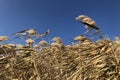 Field of golden fluffy pampas grass, bright blue sky on background,