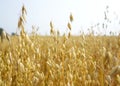 Field of golden oats Royalty Free Stock Photo