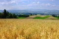 Field of golden oats. Summer landscape