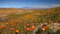 Field of Golden poppy flowers in Antelope Valley, California, Focus stacked image Royalty Free Stock Photo